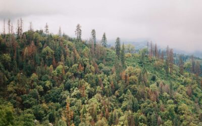 The Healing Power of Nature: Embracing Ecotherapy for Well-being