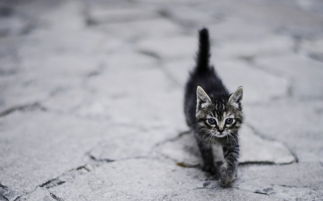 Exploring the Wonders of Wildlife Photography